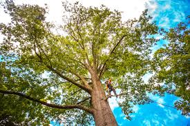 Best Tree Trimming and Pruning  in Brookfield, NJ