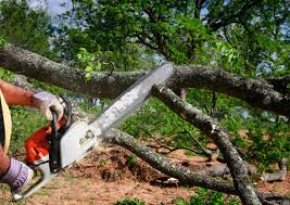 Best Seasonal Cleanup (Spring/Fall)  in Brookfield, NJ