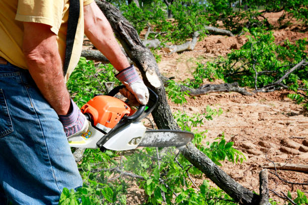 Best Commercial Tree Services  in Brookfield, NJ